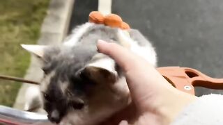 Cat Trying to Dig through the Blanket! 6