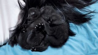 Cat Stealing a Piece of Broccoli! 7