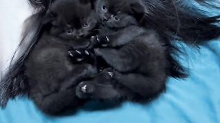 Cat Chattering at the Laser Dot! 7