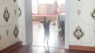Cat Doing a Big Morning Stretch! 7