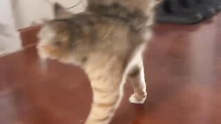 Cat Trying to Open a Cabinet Door! 7