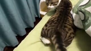 Cat Scared by a Toaster Popping! 5