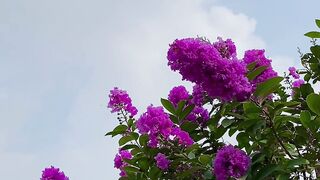 Natural beauty 130