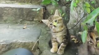 Cat Wearing a Tiny Winter Hat! 5