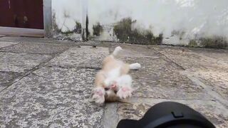 Cat Fighting a Dust Bunny! 6