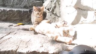 Cat Waking Up Slowly in the Sun! 7