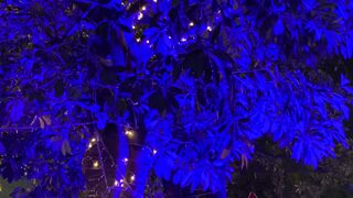 Tree in blue lights