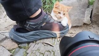 Cat Sneezing and Scaring Itself! 7