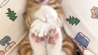 Cat Sitting Like a Boss on the Couch! 6