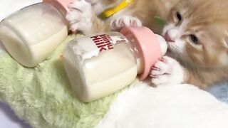 Cat Purring While Eating! 7