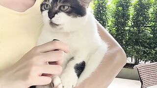 Cat Stealing the Dog's Bone! 12