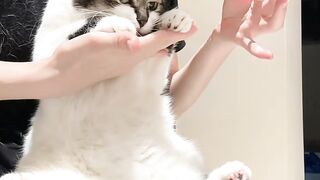 Cat Rolling in Fresh Catnip! 7
