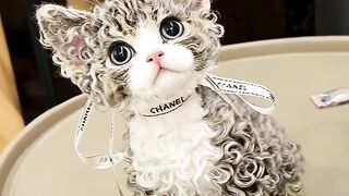 Funniest Cat Fails of 2026! 😂 10