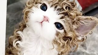 You Won't Believe What This Cat Did! 9