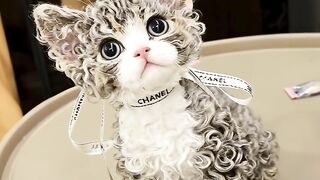 Cutest Kitten Meowing for 1 Minute! 9