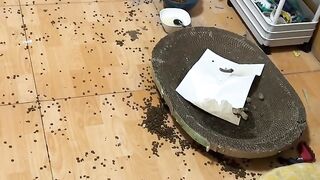 Ninja Cat Jumping Level 999! 9