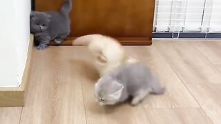Hilarious Cat Scared of Cucumber! 8
