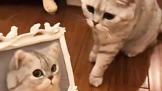 Trying Not To Laugh at This Cat! 9