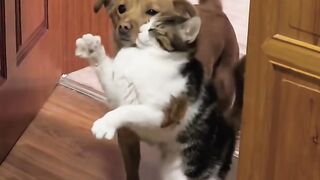 This Cat Thinks He is a Dog! 8