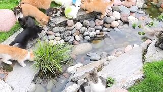 Cat vs Mirror: Epic Battle! 😂 9