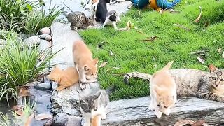 Hungry Cat Yelling for Food! 8