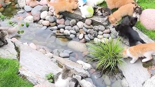 The Most Beautiful Fluffy Cat Ever! 10