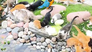 Crazy 3 AM Cat Zoomies Caught on Tape! 8
