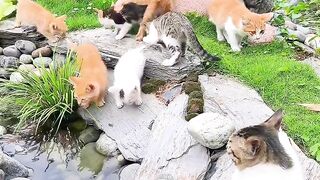 Heartwarming Mother Cat and Kittens! 8
