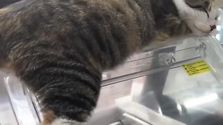 Smart Cat Opens the Door! Genius! 8