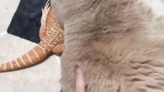 Cat Sneezing is the Cutest Thing! 9