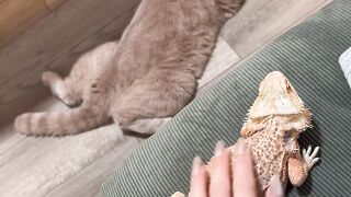 Orange Cat Behavior Explained! 😂 7