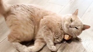Cat Addicted to Watching TV! 8