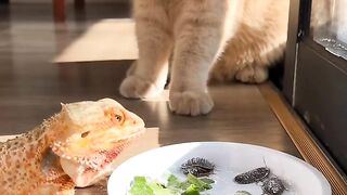 Bath Time Disaster for This Cat! 9