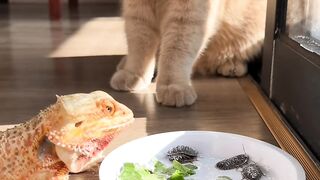 Cat Trapped in a Cardboard Box! 10