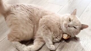Dog Terrified of a Tiny Kitten! 7