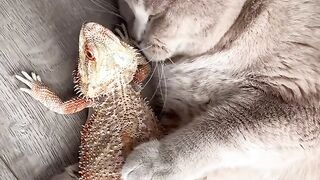 Cat Begging for Human Food! 🍗 9