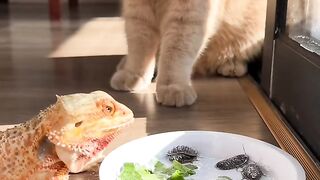 Cat Bringing Me Weird Gifts! 9