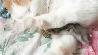 Cat Answering When Called! So Smart! 9