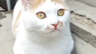 Extreme Cat Parkour in the Living Room! 9