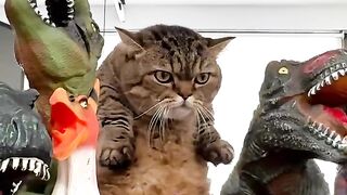 Cat Discovering Ice for the First Time! 8