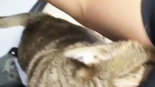 Cat Hiding in the Fridge! Sneaky! 7