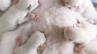 Cat Reacts to Owner's Singing! 8
