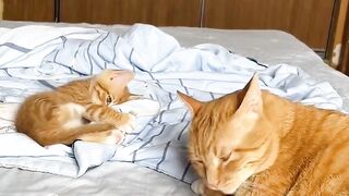 Cat Stealing Pizza Slice in 4K! 7