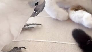 Cat Rolling in Catnip! Pure Joy! 9