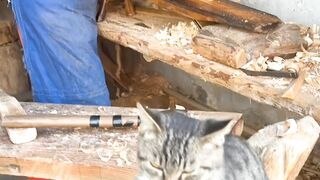 Cat Adopting a Baby Duck! So Pure! 8