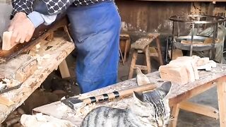 Ultimate Cat Fails Compilation 2026! 8