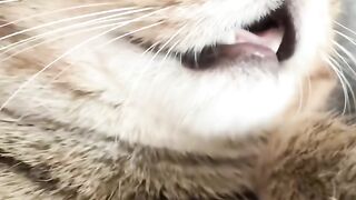 Kitten Meets Dog for the First Time! 🥺 9