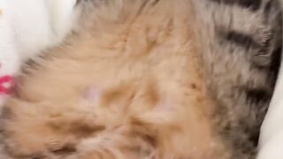 Cat Jumping Over 10 Toilet Paper Rolls! 8
