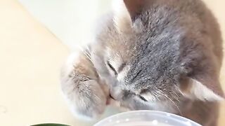 ​"You can't miss out on coffee or drinks for your master. Pets are always up to something! 😭🐾