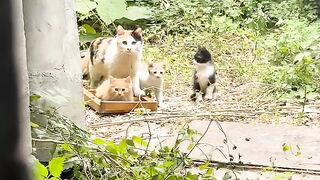 Cat Bringing Owner a Live Mouse! 8